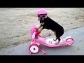 DOG videos so UNBELIEVABLY FUNNY - Be ready to DIE FROM LAUGHING!