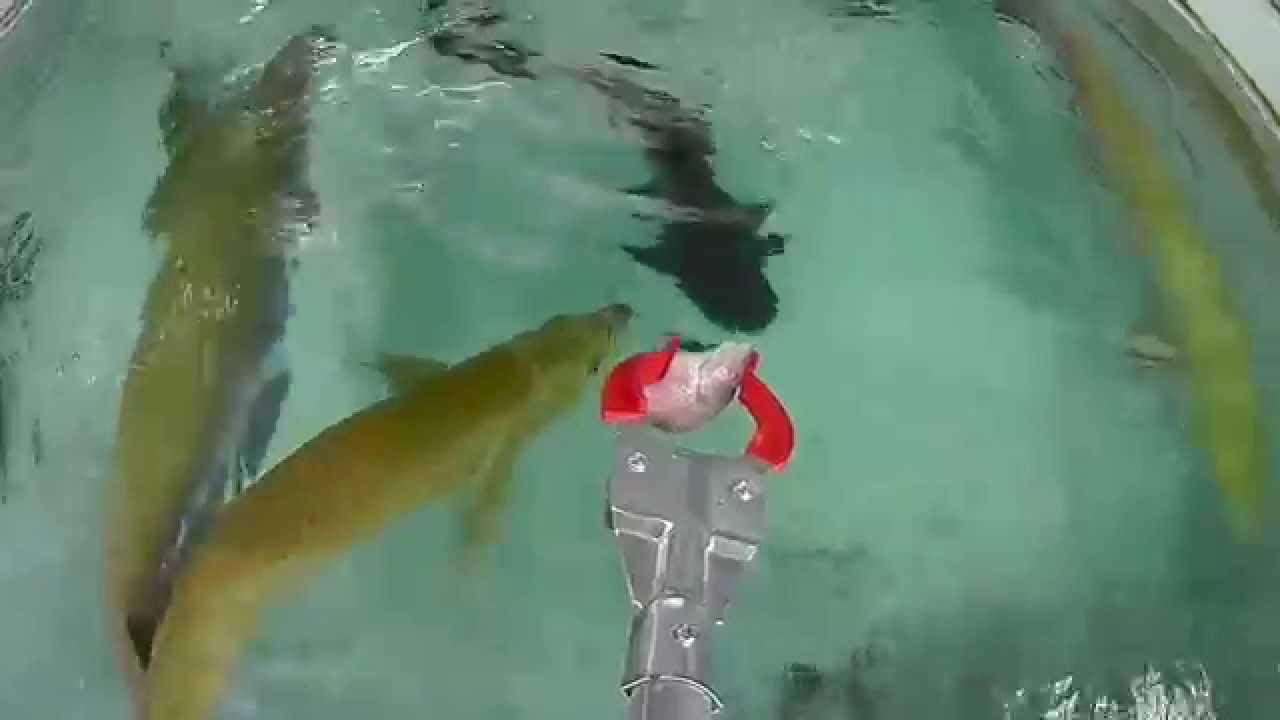 レッドスネークヘッドの飼育法 大きさ 水槽サイズ 混泳 餌 abyの熱帯魚図鑑 レッドスネークヘッドの飼育法 大きさ 水槽サイズ 混泳 餌 abyの熱帯魚図鑑
