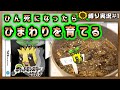 ヒマナッツがひん死になったら”現実で向日葵を育てる”ゲーム実況(ブラックver)