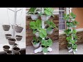 How to Grow Bokchoy in Space Saving Plant Stand from Seeds at Home / Grow BokChoy in Pots