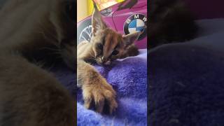 Сын каракала Эроса.Baby hydrid caracal. #cat #каракал #caracal #serval #сервал #bmw #бмв