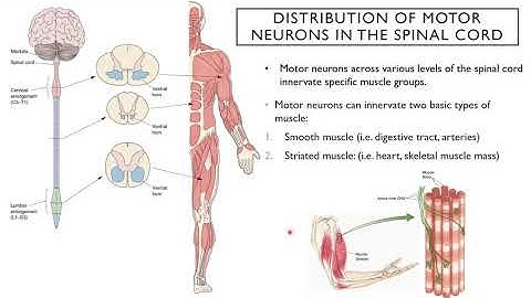 Introduction to Neuroscience 2: Lecture 8, Upper and Lower Motor Systems
