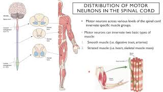 Introduction to Neuroscience 2: Lecture 8, Upper and Lower Motor Systems Profile