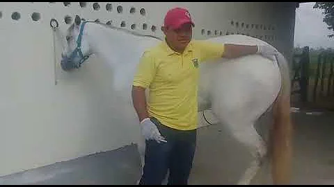 Pode aplicar Cortvet em cavalo?