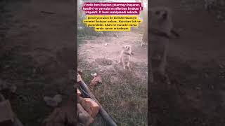 #short #shorts #shortvideo #köpeksahiplenmek #vicdan #müzik #halkmüziği #hayvanhaklarıyasasıhemen