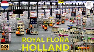 ROYAL FLORA HOLLAND │NETHERLANDS.  Just incredible! Here&#39;s the largest flower auction in the world.