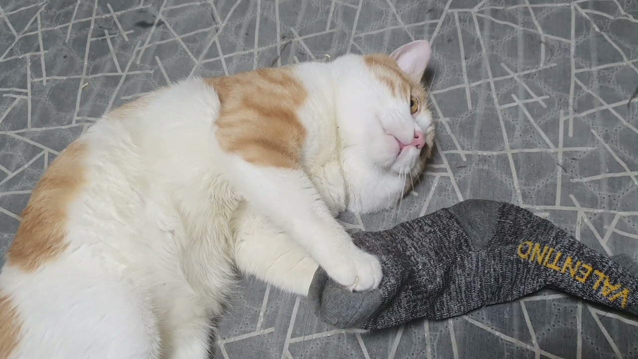 양말 집착 고양이 한테 양말 뺏어오는법How to steal socks from a cat YouTube