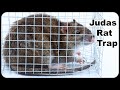 Judas rat trap  using a pet rat to catch nasty invasive wild rats mousetrap monday