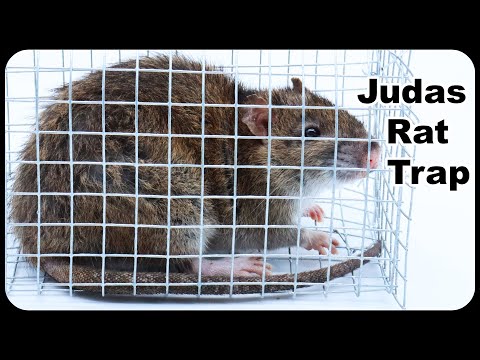 Video: Ako si vybrať a nastaviť perfektný krysa klietka