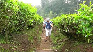 INDONESIA walking through a tea plantation  near Bandung (Java)