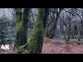 Prehen Woods Walk | Peaceful Forest Trail with Stream Sounds | Derry, Northern Ireland | 4K