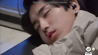 Sleeping Beauty Quokka