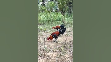 Bẩy gà rừng cực sung #shorts #chicken #giobaygarung
