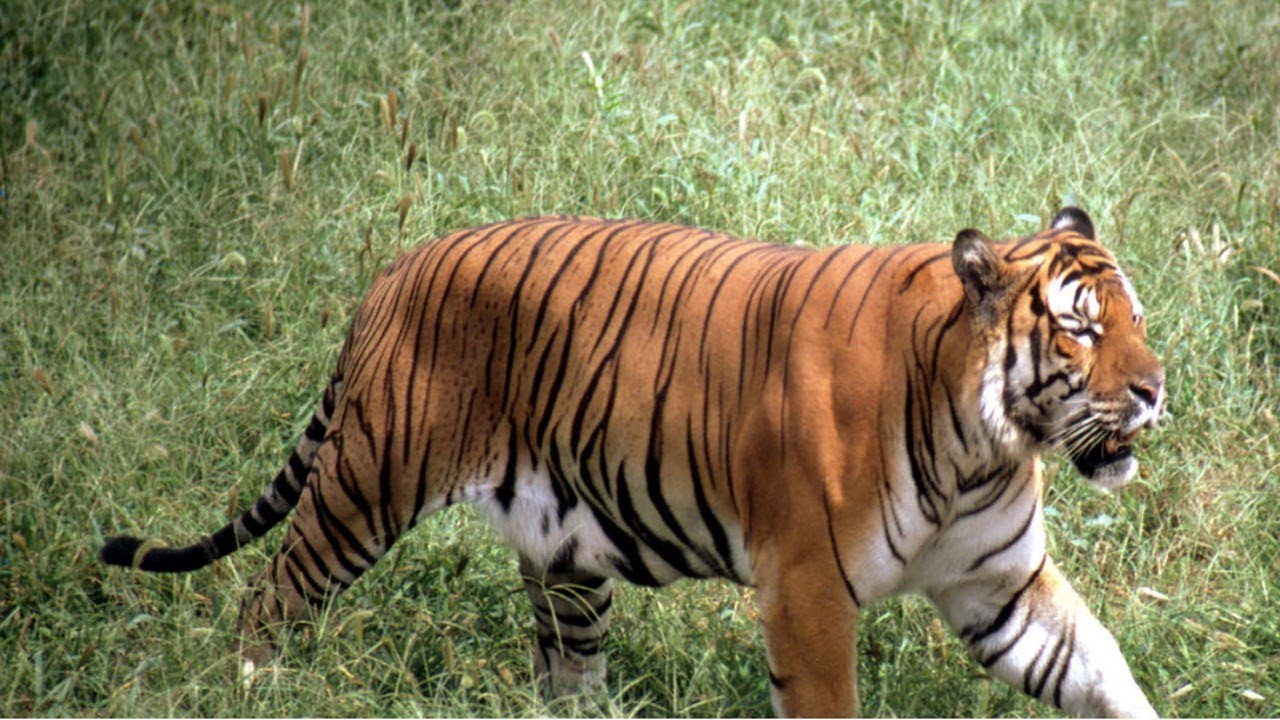 Top 5 Animals that are at the verge of extinction - YouTube