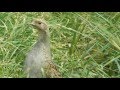 Серая куропатка летом. Partridge