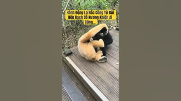 Hành Động Lạ Hắc Công Tử Gủi Đến Bạch Cô Nương Khiến Ai Cũng Thót Tim #hắccôngtử #bạchcônương