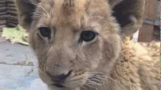 Lion Park II