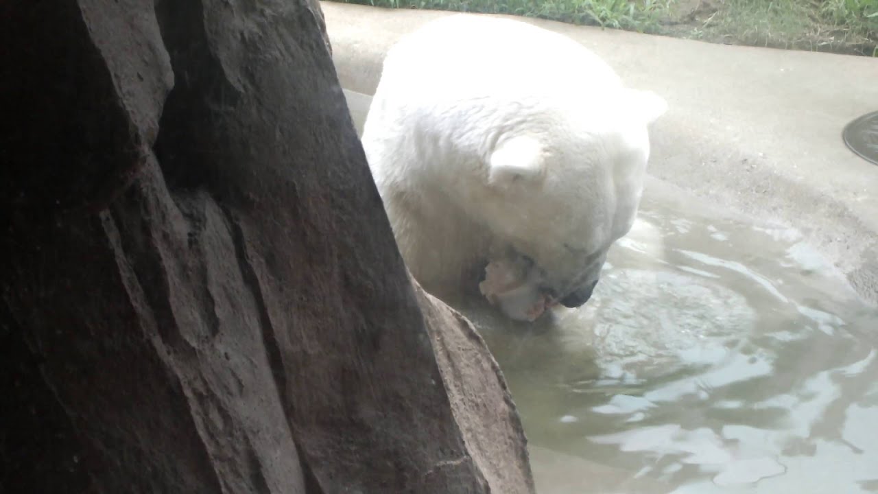 kawaii emoticons Polar bear eating a bone.骨を食べるシロクマ。