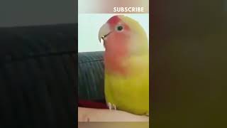 Parrot Mocks Owners Sneeze