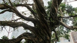 Tận Mắt Chứng Kiến Cây Nguyệt Quế Hơn 10 Tỷ Đồng