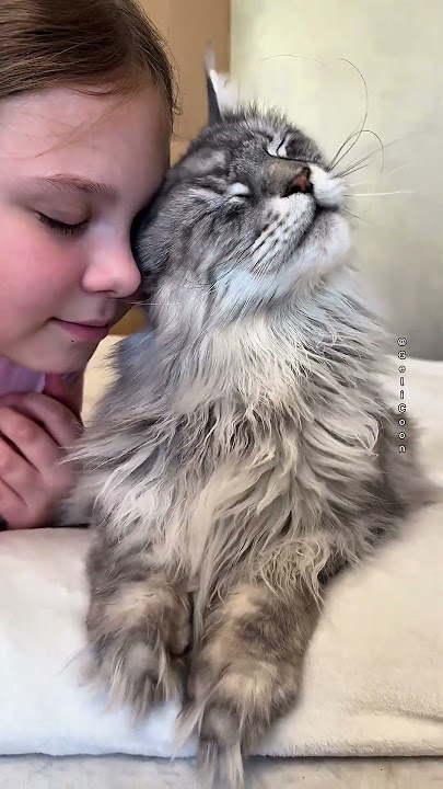 When Tenderness in the form of a cat is Maine Coon Geliс 🥹💕#gelicoon #cat #cute #mainecoon #love