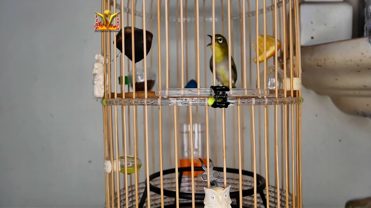 Malaysian Mata Puteh   Buka Sing   Kitaro V1 Building Form stamina 09082023