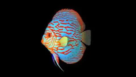 Hologram videos for 180 degrees screen t6 low0