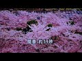 千年桜 岩本公水・♬伊藤きみ江