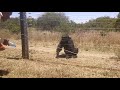 Chimpanzee safaris in Kenya with Bamm Tours