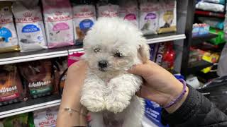 🐶 Perros French Poodle de venta en Quito, Guayaquil, Loja, Machala y todo Ecuador - Super Pet