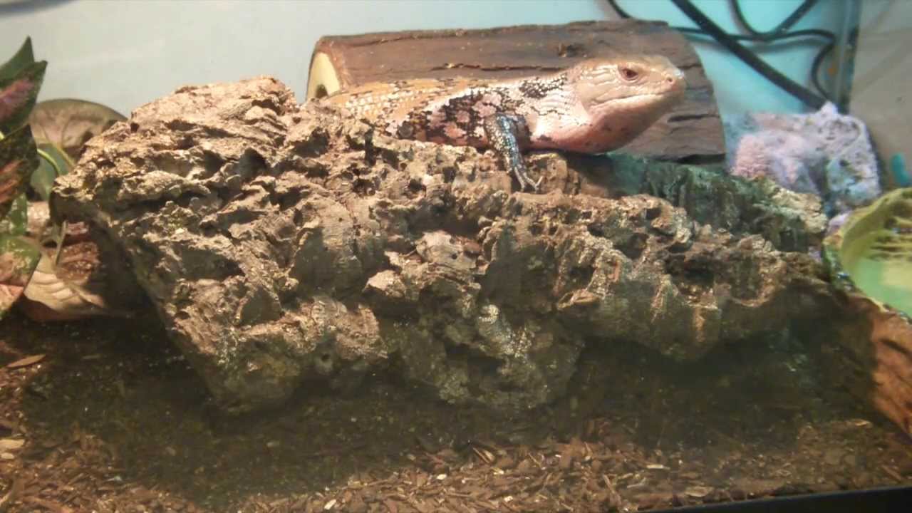 blue tongue skink care sheet youtube blue tongue skink care sheet
