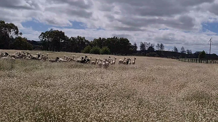 They're coming for me! #sweet #cutebaby #Alpacalove