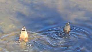 Dabbling Duck Couple Put On A Performance. #nature #wildlife #duck