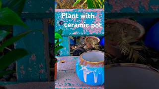 Plant with ceramic pot 😍#plants #garden #shorts
