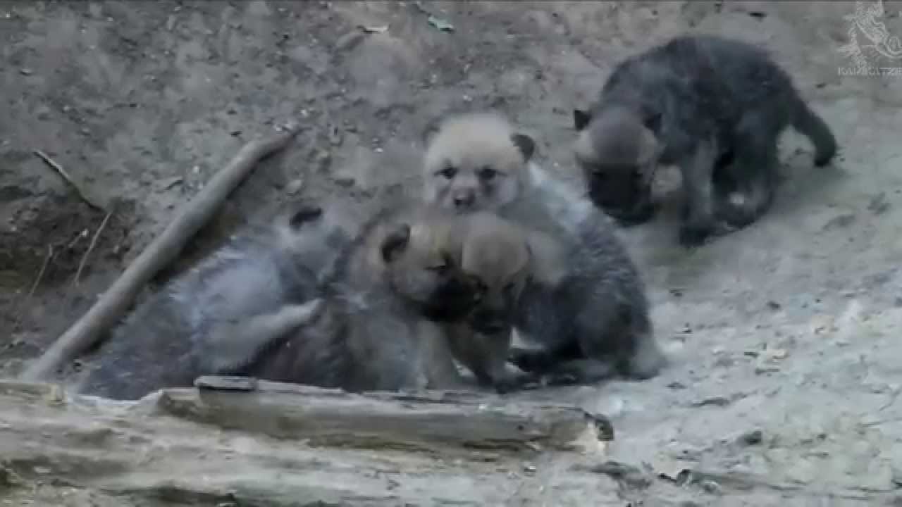 Wolfbabys werden langsam aktiv