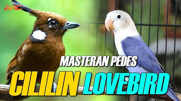 MASTERAN CILILIN VS LOVEBIRD DURASI PANJANG AUDIO JERNIH
