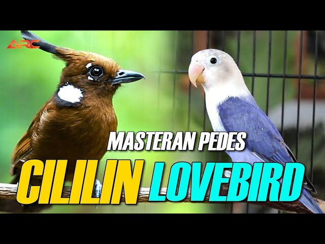 MASTERAN CILILIN VS LOVEBIRD DURASI PANJANG AUDIO JERNIH class=