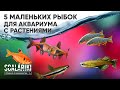 5 самых маленьких рыбок для аквариума с живыми растениями. Часть 1