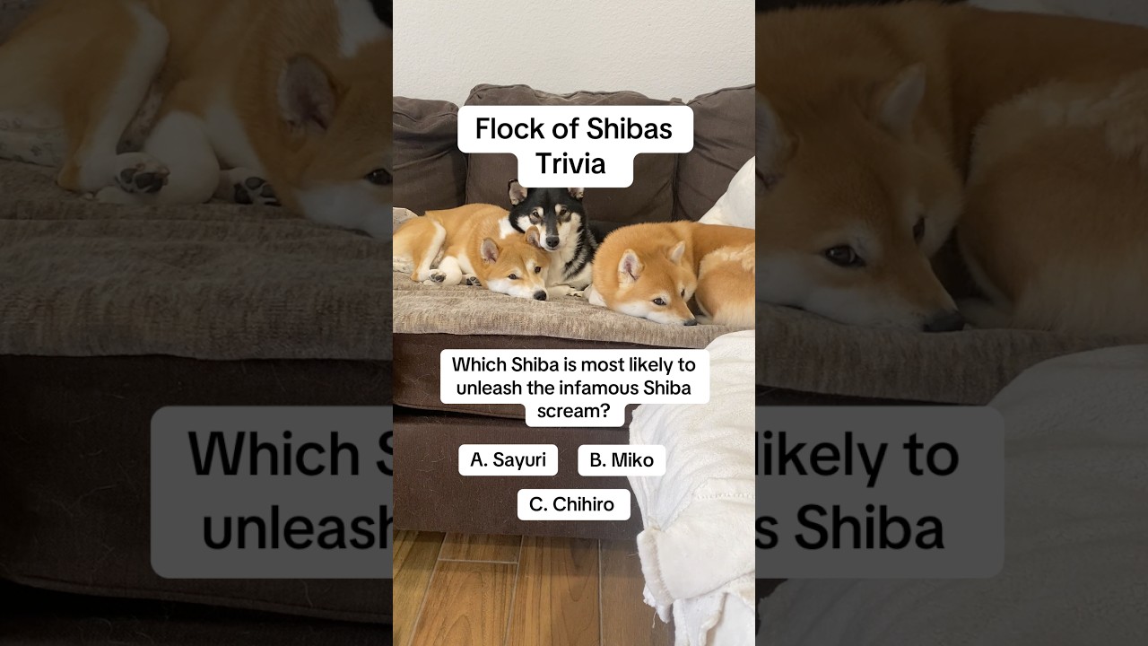 Get to know the Shibas. Answer to be posted in comments #dogshorts #shibainu #shiba #dogs #shibaarmy