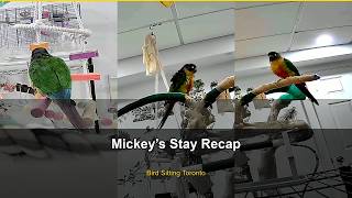 Download lagu Mickey's Stay Recap — Bird Sitting Toronto