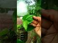 Betel leaf plant care tips #betel plant #paan #graded reader#shotrs
