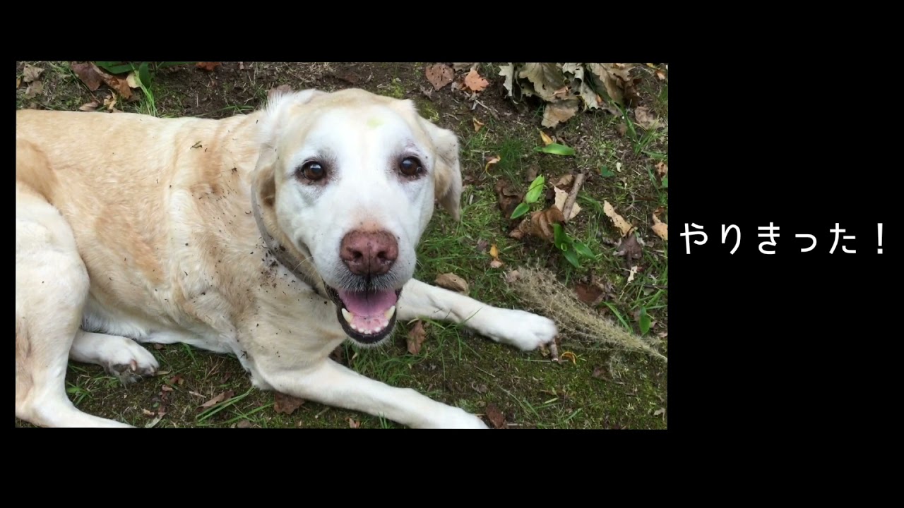 犬の逆くしゃみに効果的なツボ 膈兪 かくゆ Youtube