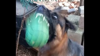 #nosework (with Ball) by Adventures with Lycan my German Shepherd Dog 118 views 2 months ago 3 minutes, 50 seconds