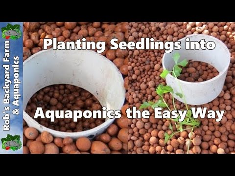 aquaponic-&-hydroponic-seedlings,-planting-them-out-the-easy-way..