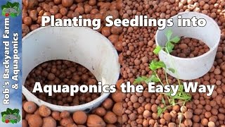 Here's a bit of look at an easy way to plant out your seedlings in
clay media for aquaponics & hydroponics.. can be rather frustrating
trying dig hole...
