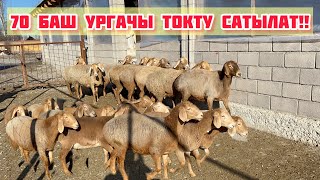 УЛУК БАЙКЕ  70 БАШ УРГАЧЫ ТОКТУЛАРДЫ САТЫККА ЧЫГАРДЫ 🤚🏼Кой издегендер келиңиздер))))