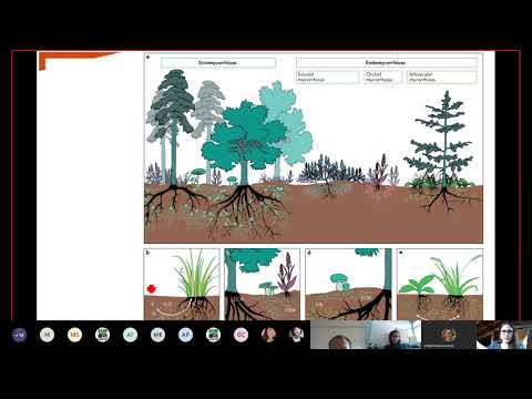 Vídeo: Na ectomicorriza as hifas penetram intracelularmente na raiz?