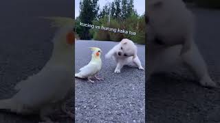 Kucing vs Burung kaka tua berantem #shorts #fyp