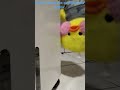 HAHHAHAAH #viralvideo #comedia #dragon #pets #newjeansdancecover #memes #freestyle #humor