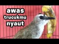 Suara Trucukan Memanggil Teman Lawan Untuk Pancingan Trucuk Bakalan Biar Bunyi Mp3 - Mp4 Download